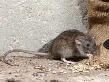 白云控制病媒生物鼠类站冬季餐厅防控老鼠的措施
