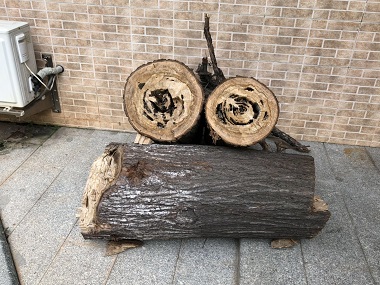 海珠白蚁防治公司白蚁除了吃木头还吃什么